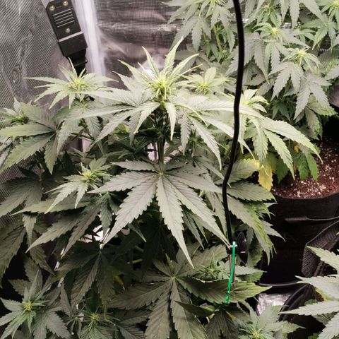 Magus Trio growlog timeline photo