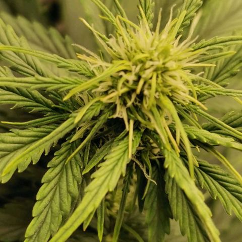 Magus Trio growlog timeline photo