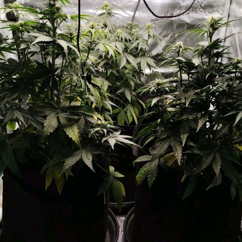 Magus Trio growlog timeline photo
