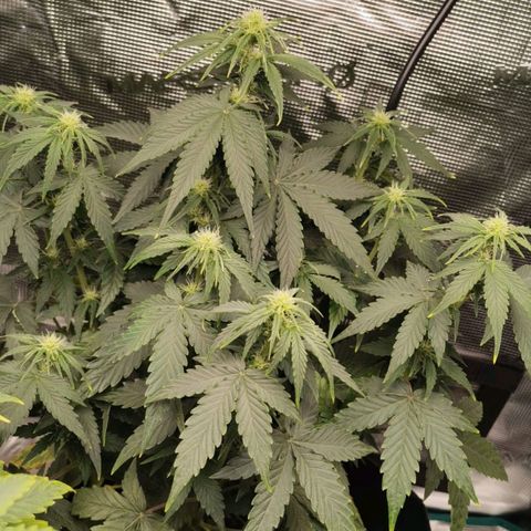 Magus Trio growlog timeline photo