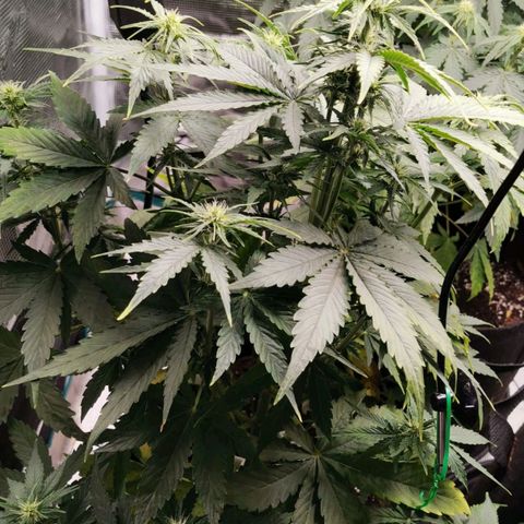 Magus Trio growlog timeline photo