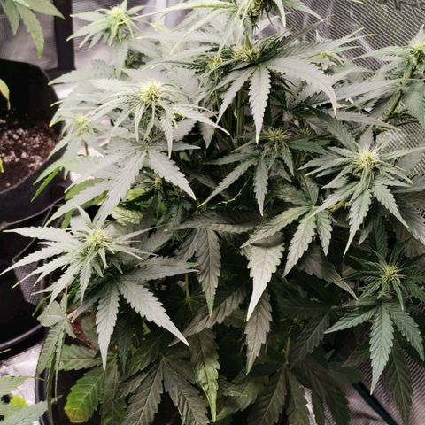 Magus Trio growlog timeline photo
