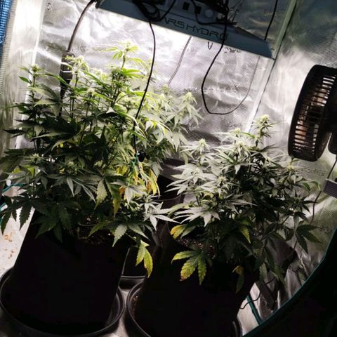 Magus Trio growlog timeline photo