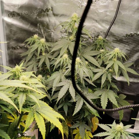 Magus Trio growlog timeline photo