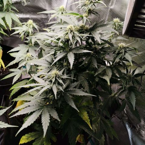 Magus Trio growlog timeline photo