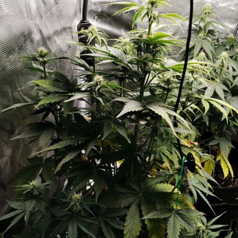 Magus Trio growlog timeline photo