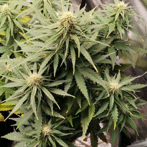 Magus Trio growlog timeline photo
