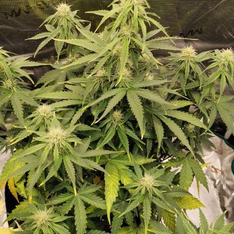 Magus Trio growlog timeline photo