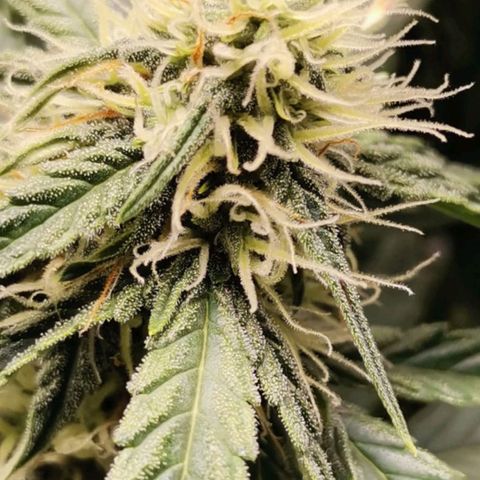 Magus Trio growlog timeline photo
