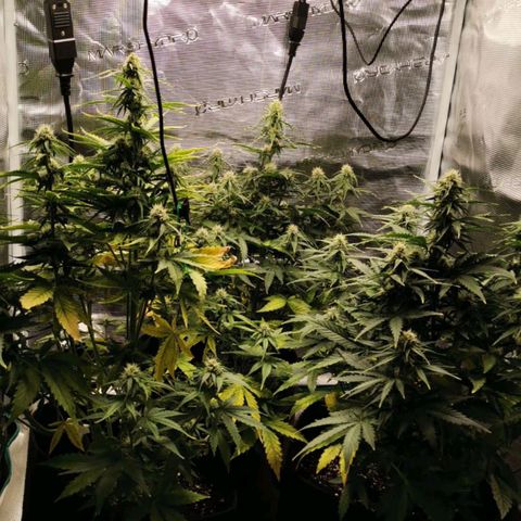 Magus Trio growlog timeline photo