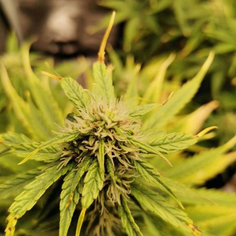 Magus Trio growlog timeline photo