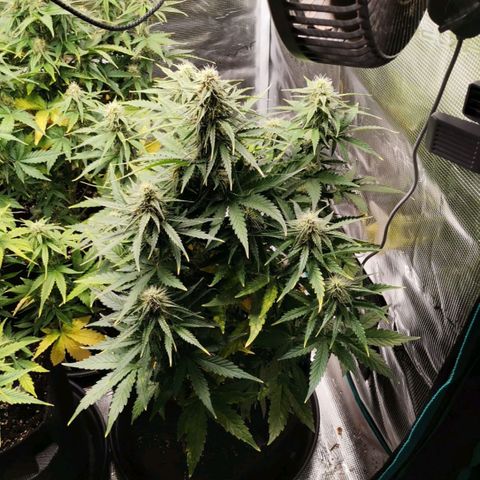Magus Trio growlog timeline photo