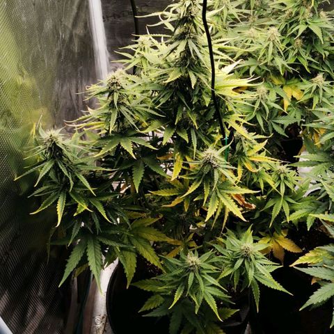 Magus Trio growlog timeline photo
