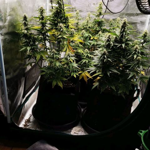 Magus Trio growlog timeline photo