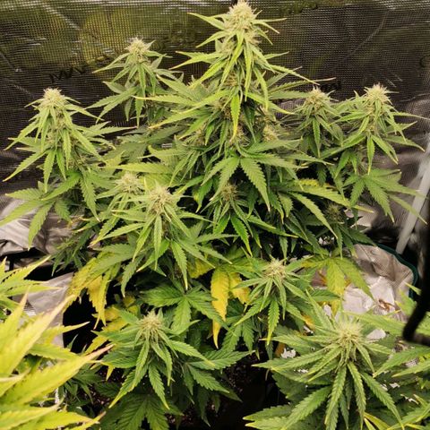 Magus Trio growlog timeline photo