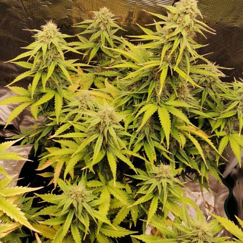 Magus Trio growlog timeline photo