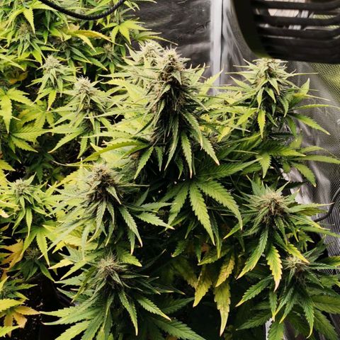 Magus Trio growlog timeline photo