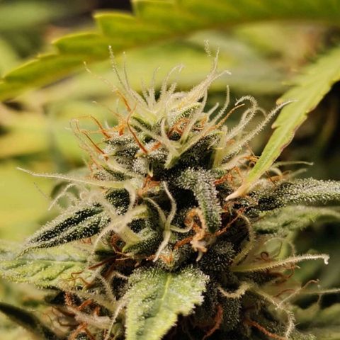 Magus Trio growlog timeline photo