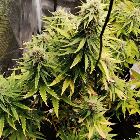 Magus Trio growlog timeline photo