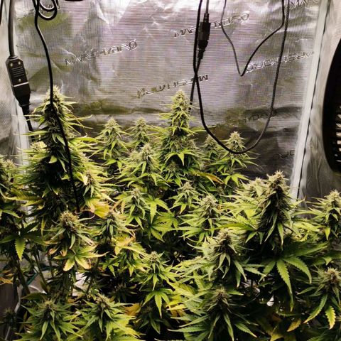 Magus Trio growlog timeline photo