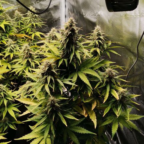 Magus Trio growlog timeline photo