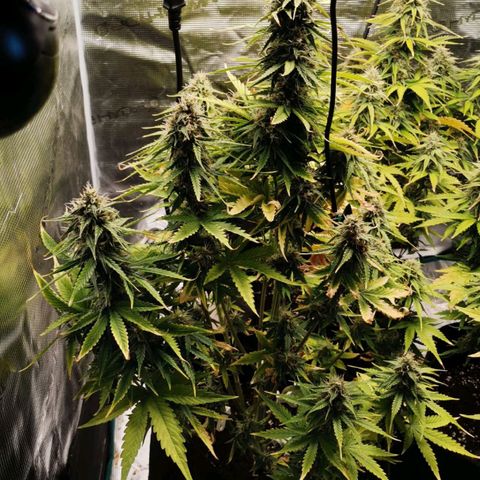 Magus Trio growlog timeline photo