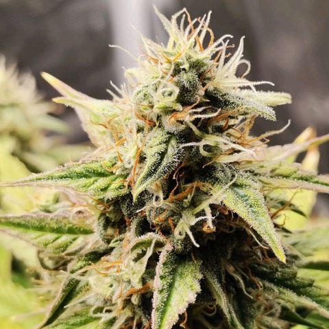 Magus Trio growlog timeline photo