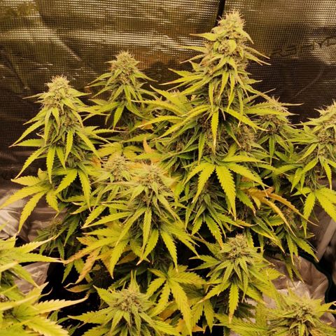 Magus Trio growlog timeline photo