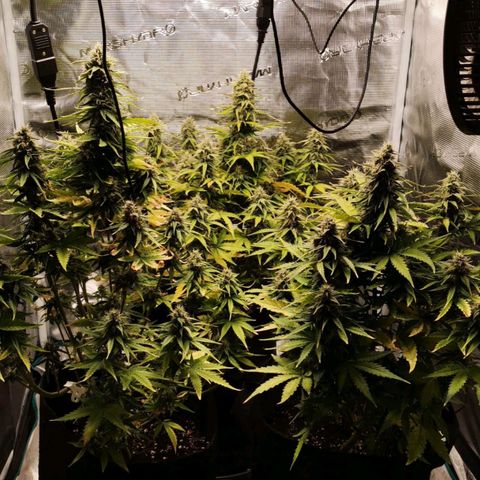 Magus Trio growlog timeline photo