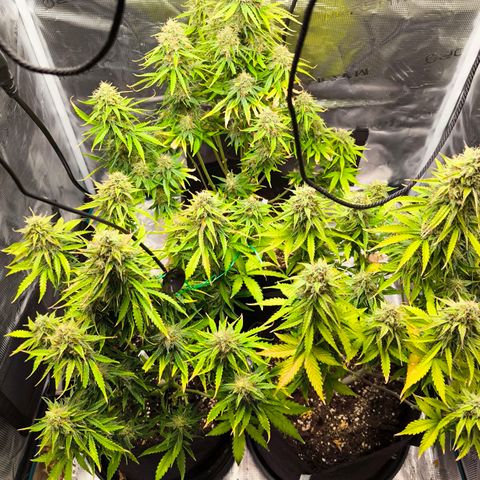 Magus Trio growlog timeline photo