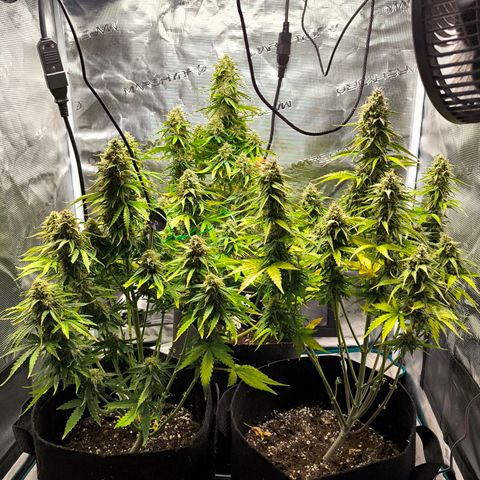 Magus Trio growlog timeline photo