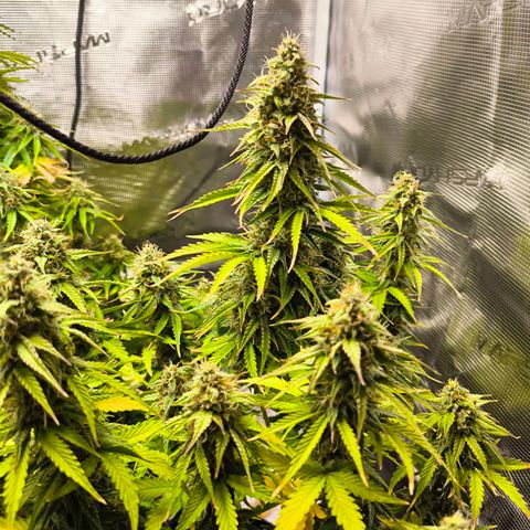 Magus Trio growlog timeline photo