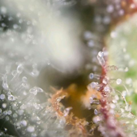 Magus Trio growlog timeline photo