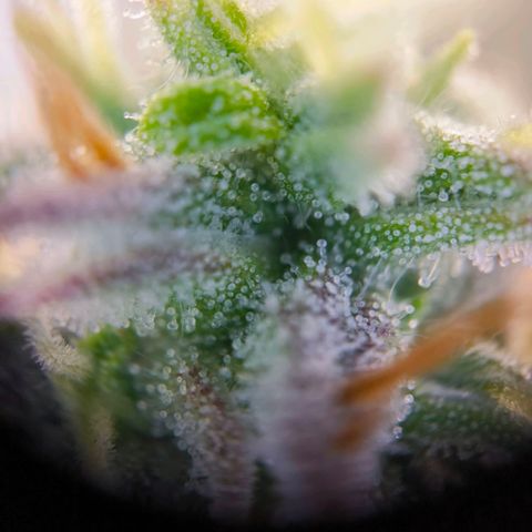 Magus Trio growlog timeline photo