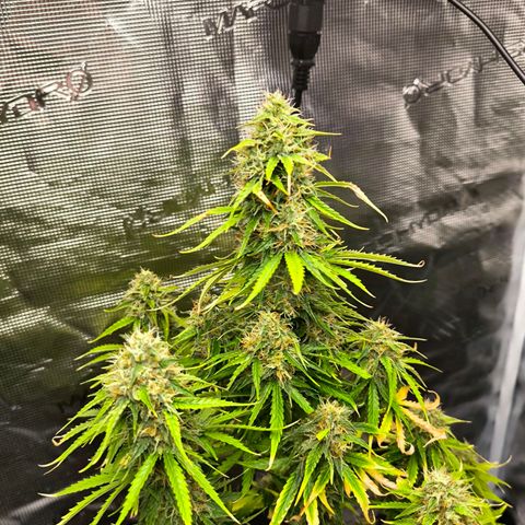 Magus Trio growlog timeline photo