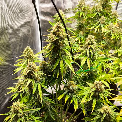 Magus Trio growlog timeline photo