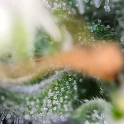 Magus Trio growlog timeline photo
