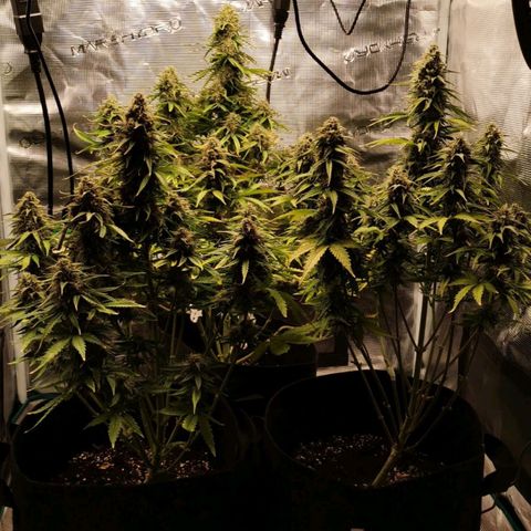 Magus Trio growlog timeline photo