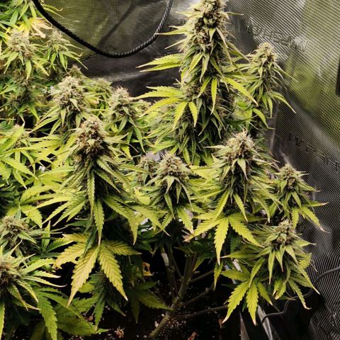 Magus Trio growlog timeline photo