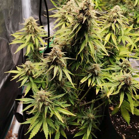 Magus Trio growlog timeline photo