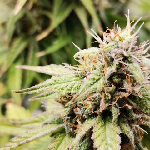 Magus Trio growlog timeline photo