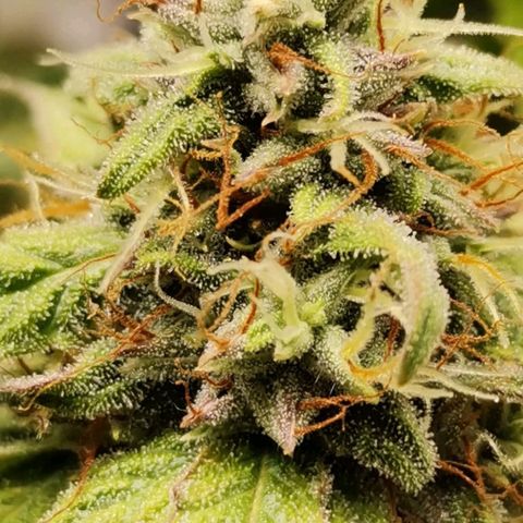 Magus Trio growlog timeline photo