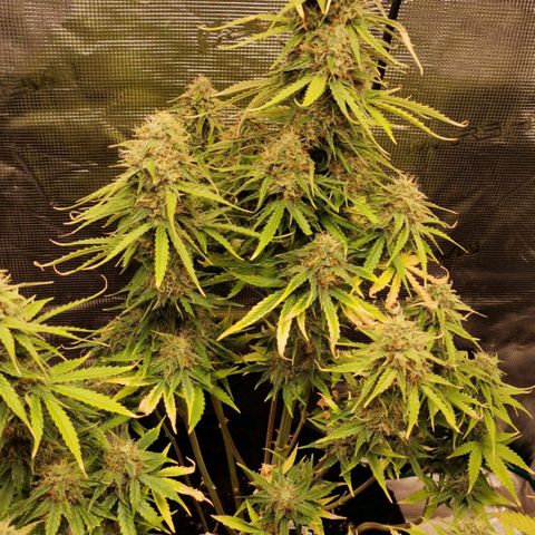 Magus Trio growlog timeline photo