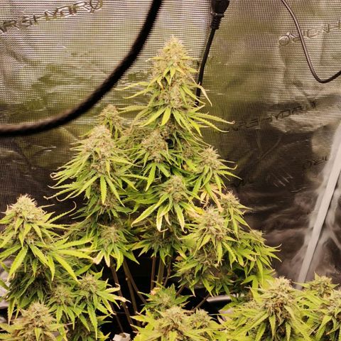Magus Trio growlog timeline photo