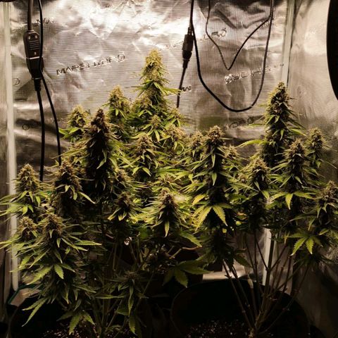 Magus Trio growlog timeline photo