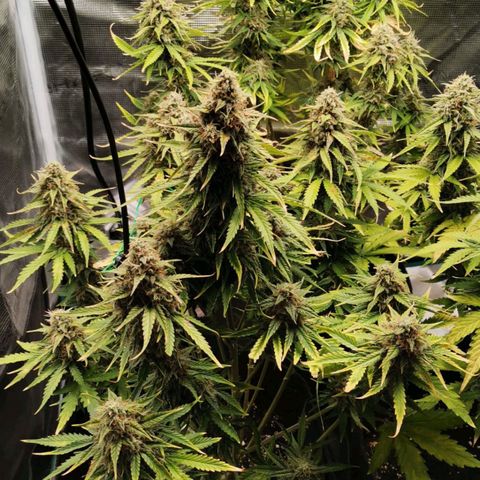 Magus Trio growlog timeline photo