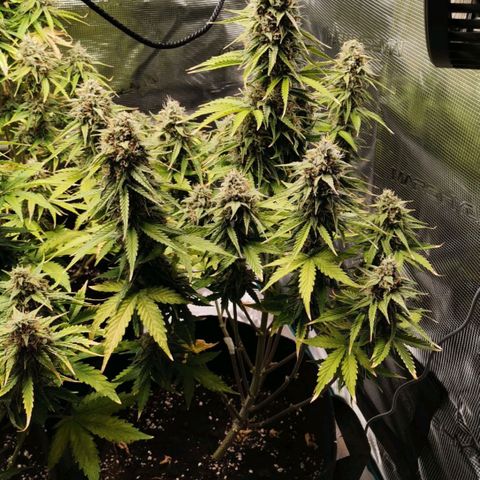 Magus Trio growlog timeline photo
