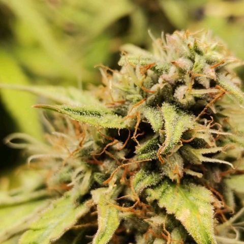 Magus Trio growlog timeline photo