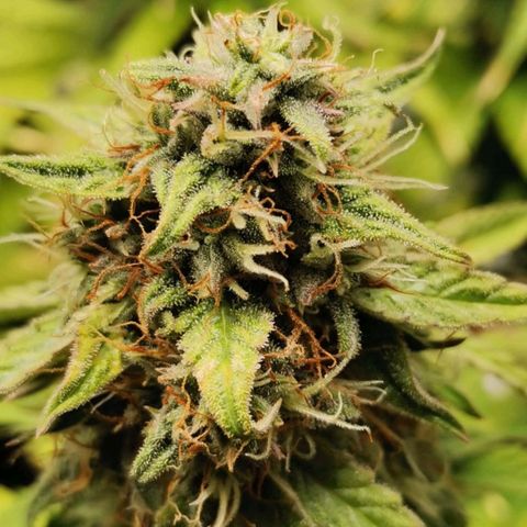 Magus Trio growlog timeline photo