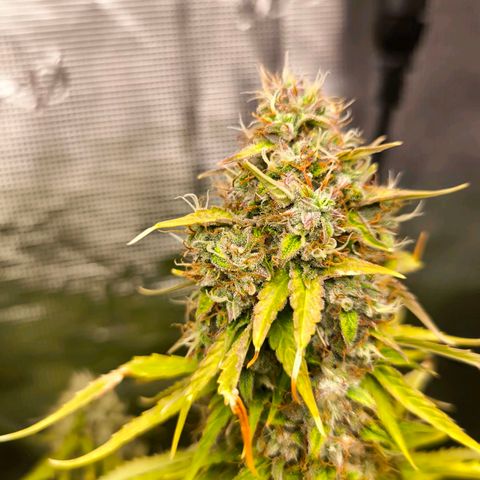 Magus Trio growlog timeline photo